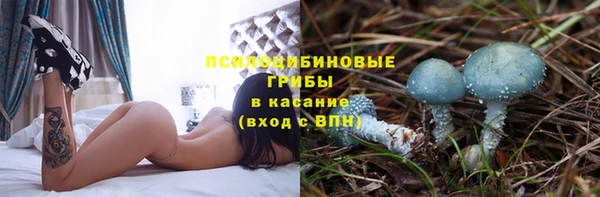 прущие грибы Абинск